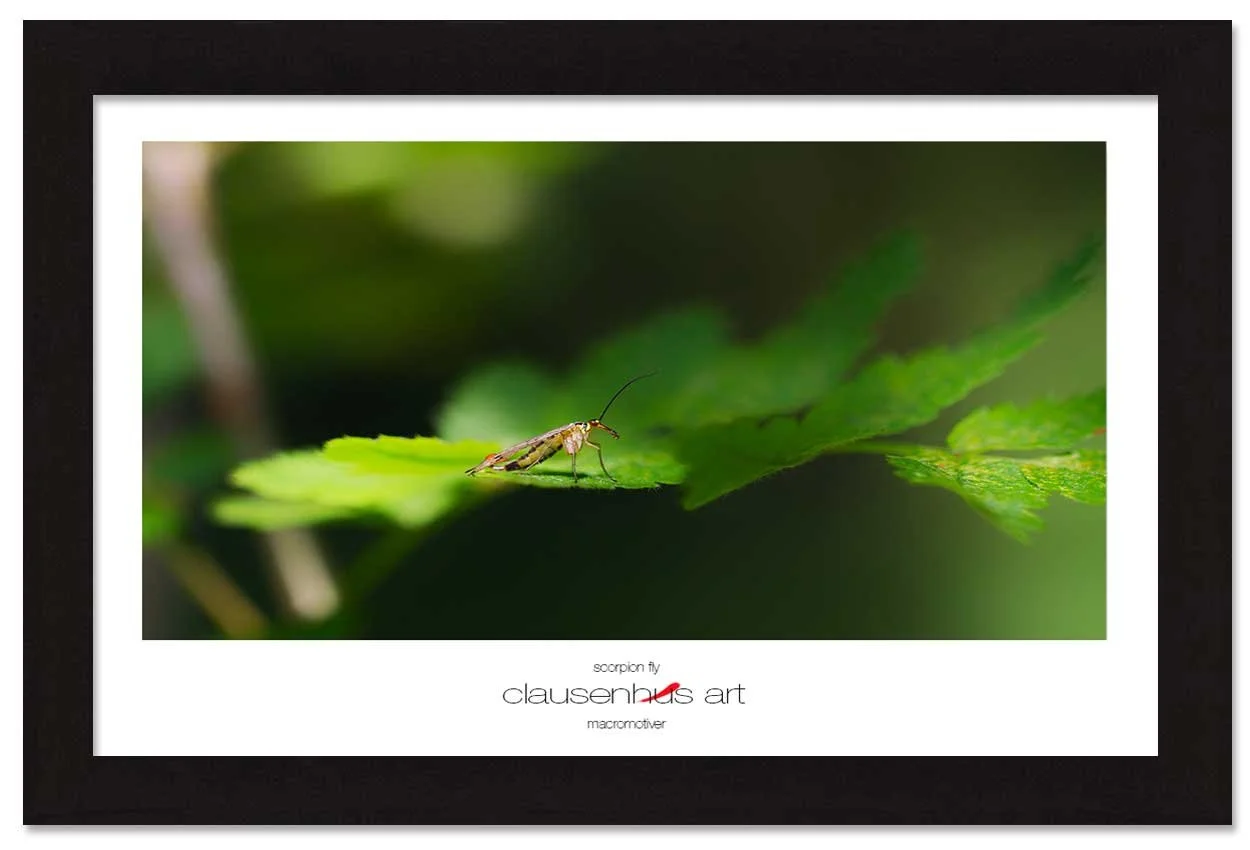 scorpion-fly-copy.jpg