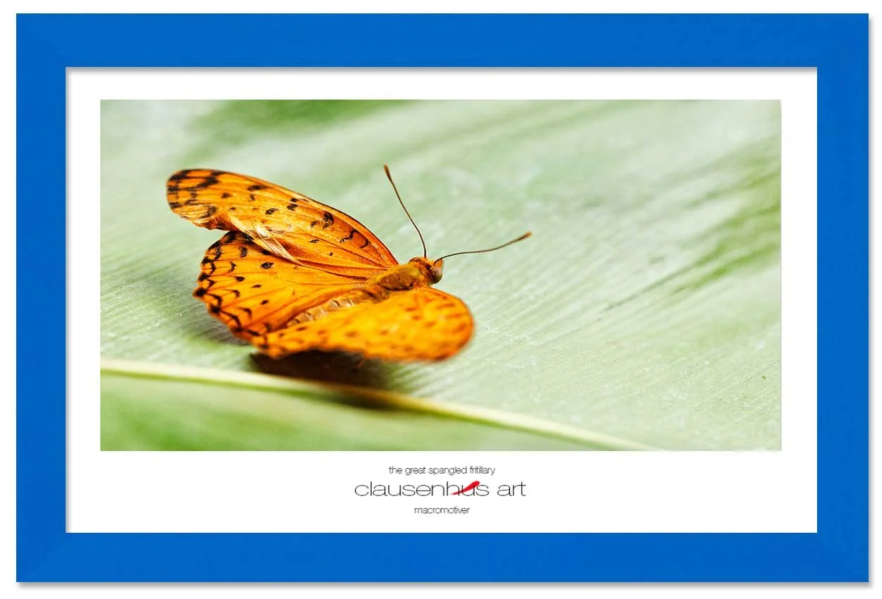 the-great-spangled-fritillary-copy.jpg