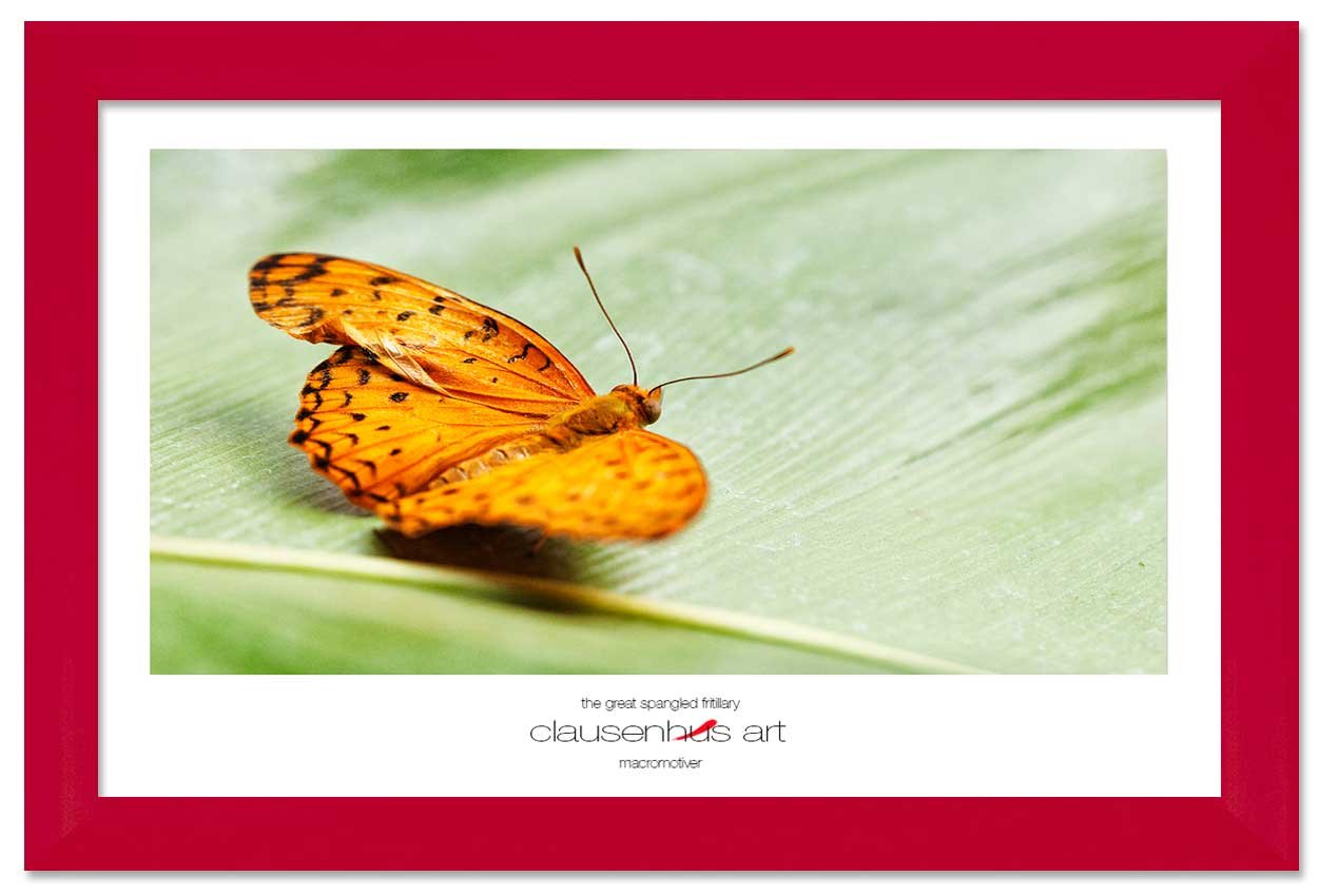 the-great-spangled-fritillary-copy.jpg