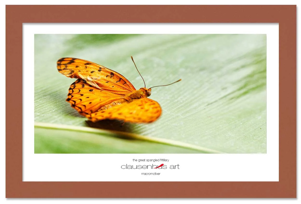 the-great-spangled-fritillary-copy.jpg