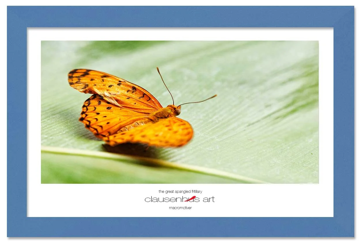 the-great-spangled-fritillary-copy.jpg