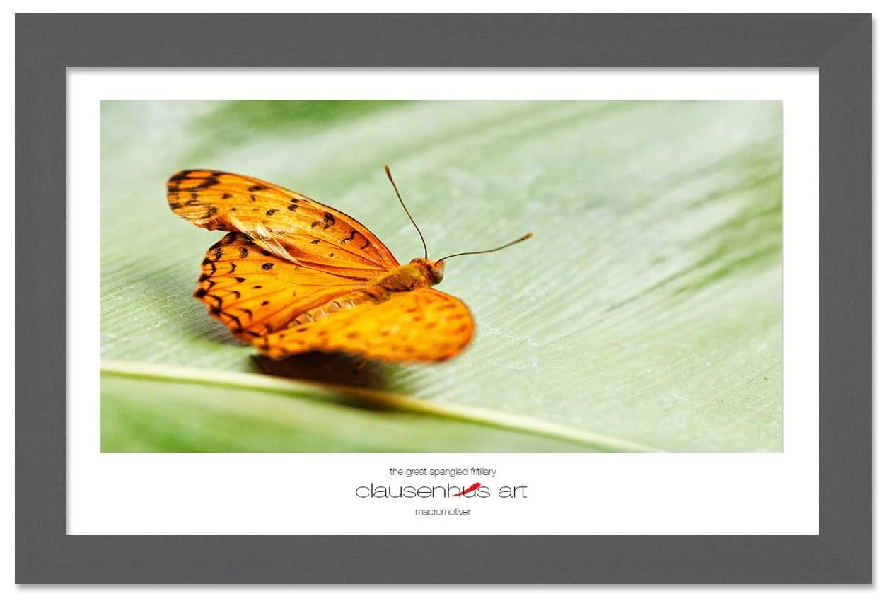 the-great-spangled-fritillary-copy.jpg