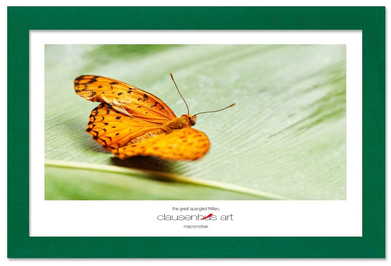 the-great-spangled-fritillary-copy.jpg