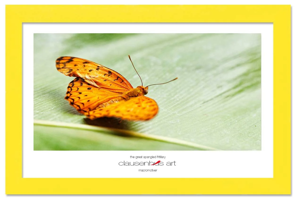 the-great-spangled-fritillary-copy.jpg