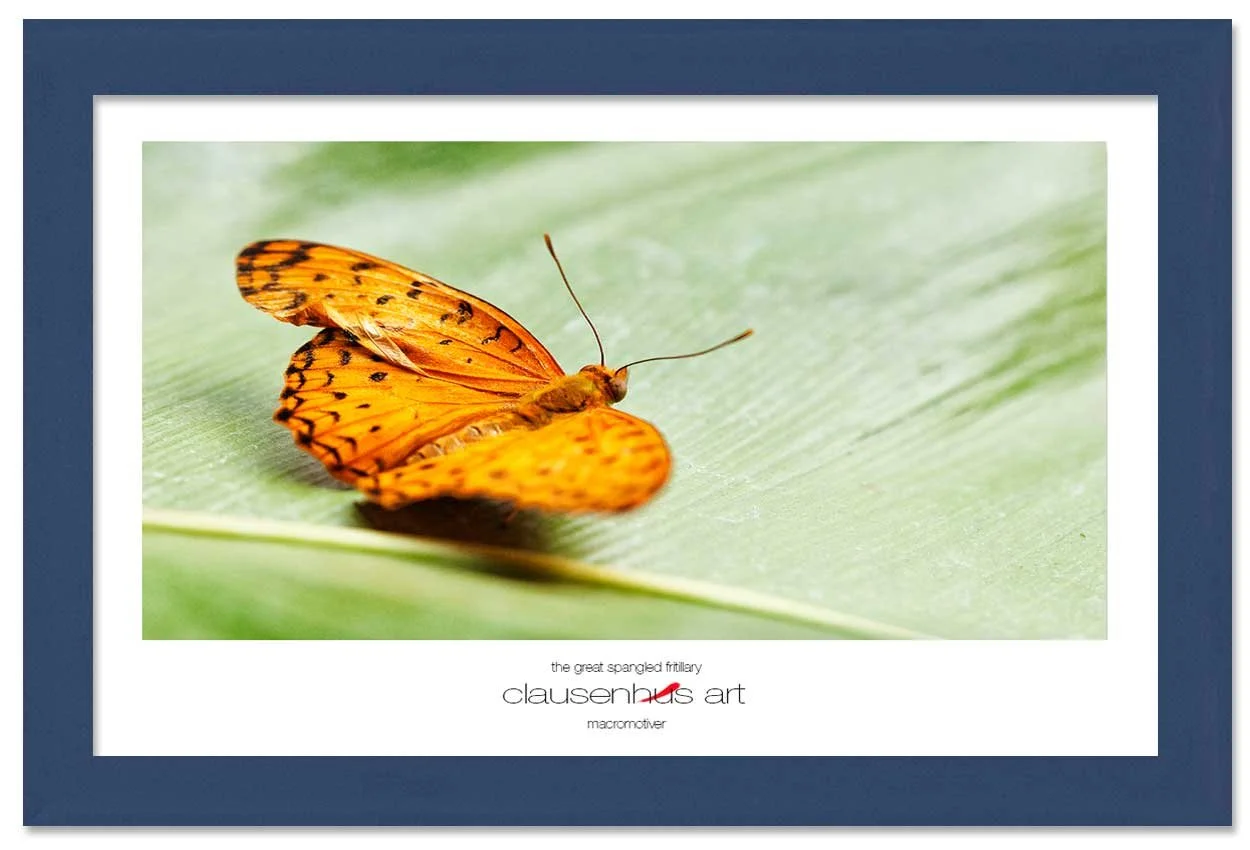 the-great-spangled-fritillary-copy.jpg