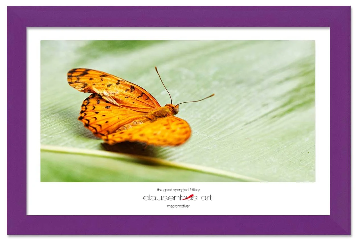 the-great-spangled-fritillary-copy.jpg