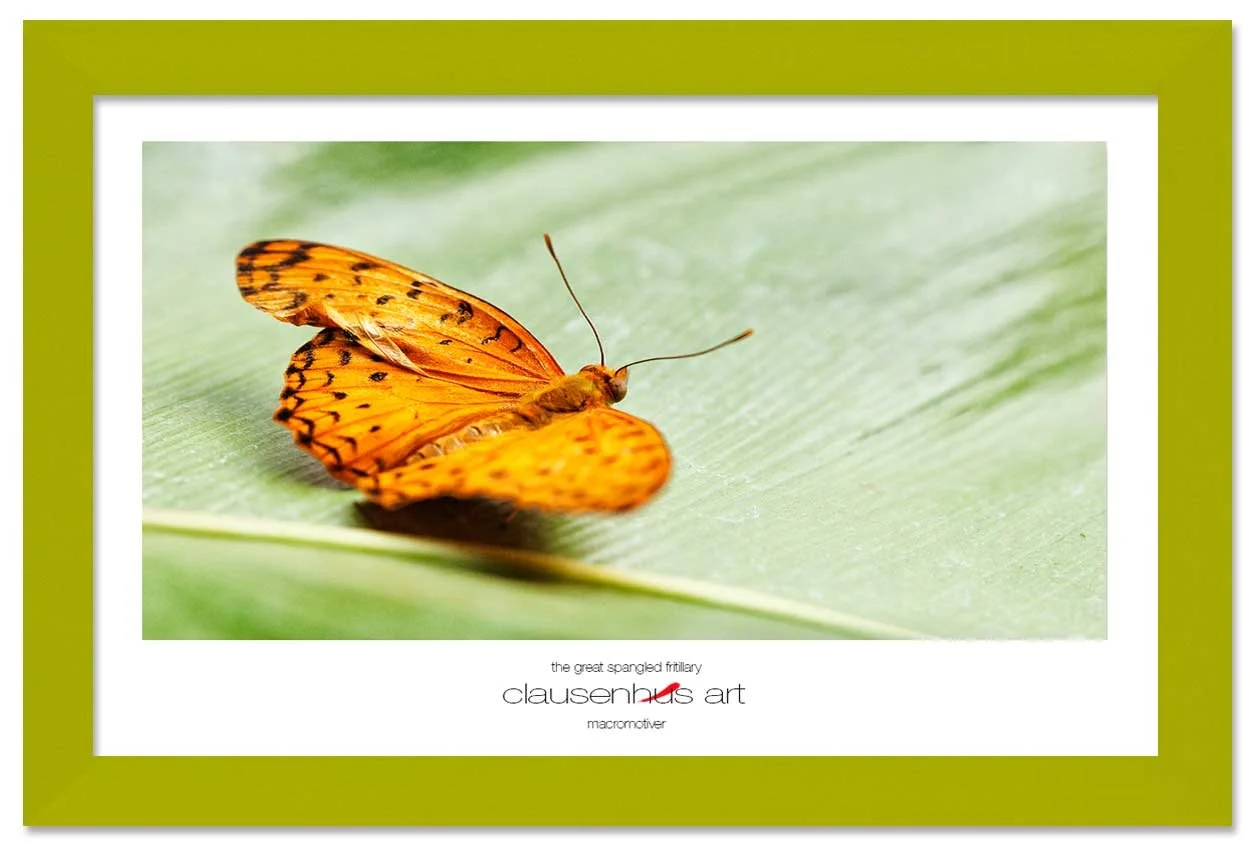 the-great-spangled-fritillary-copy.jpg