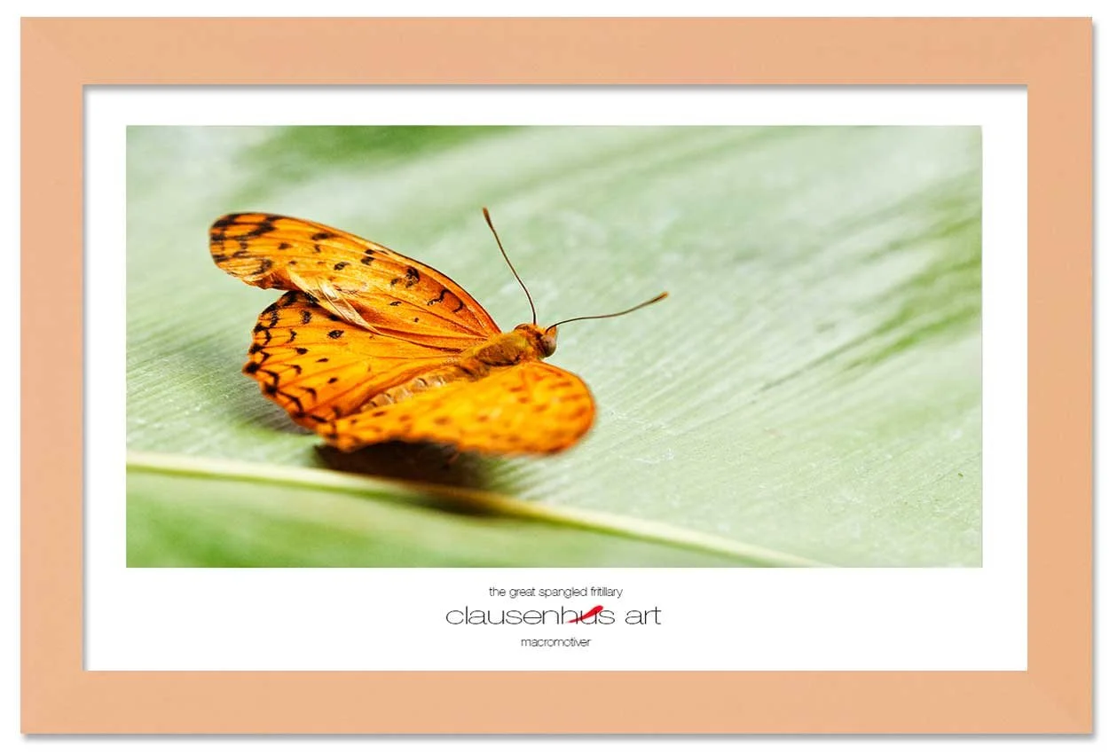 the-great-spangled-fritillary-copy.jpg