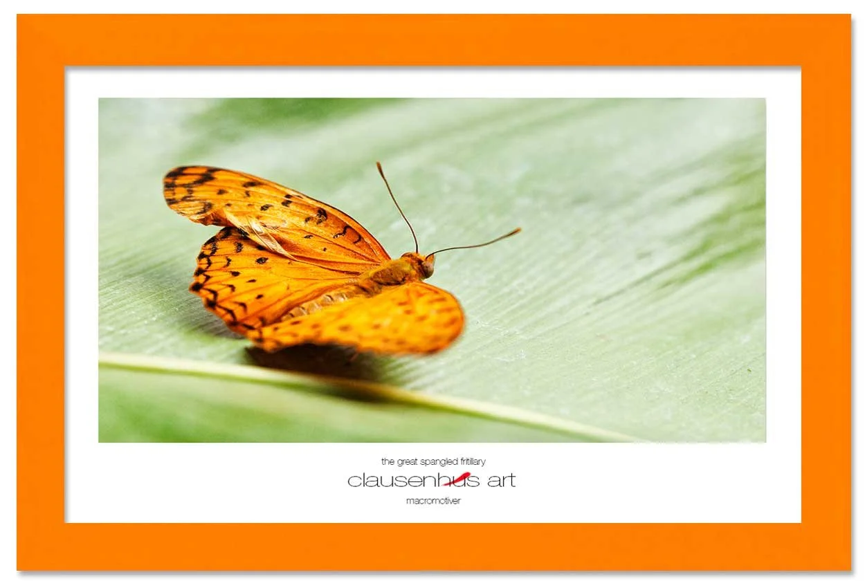 the-great-spangled-fritillary-copy.jpg