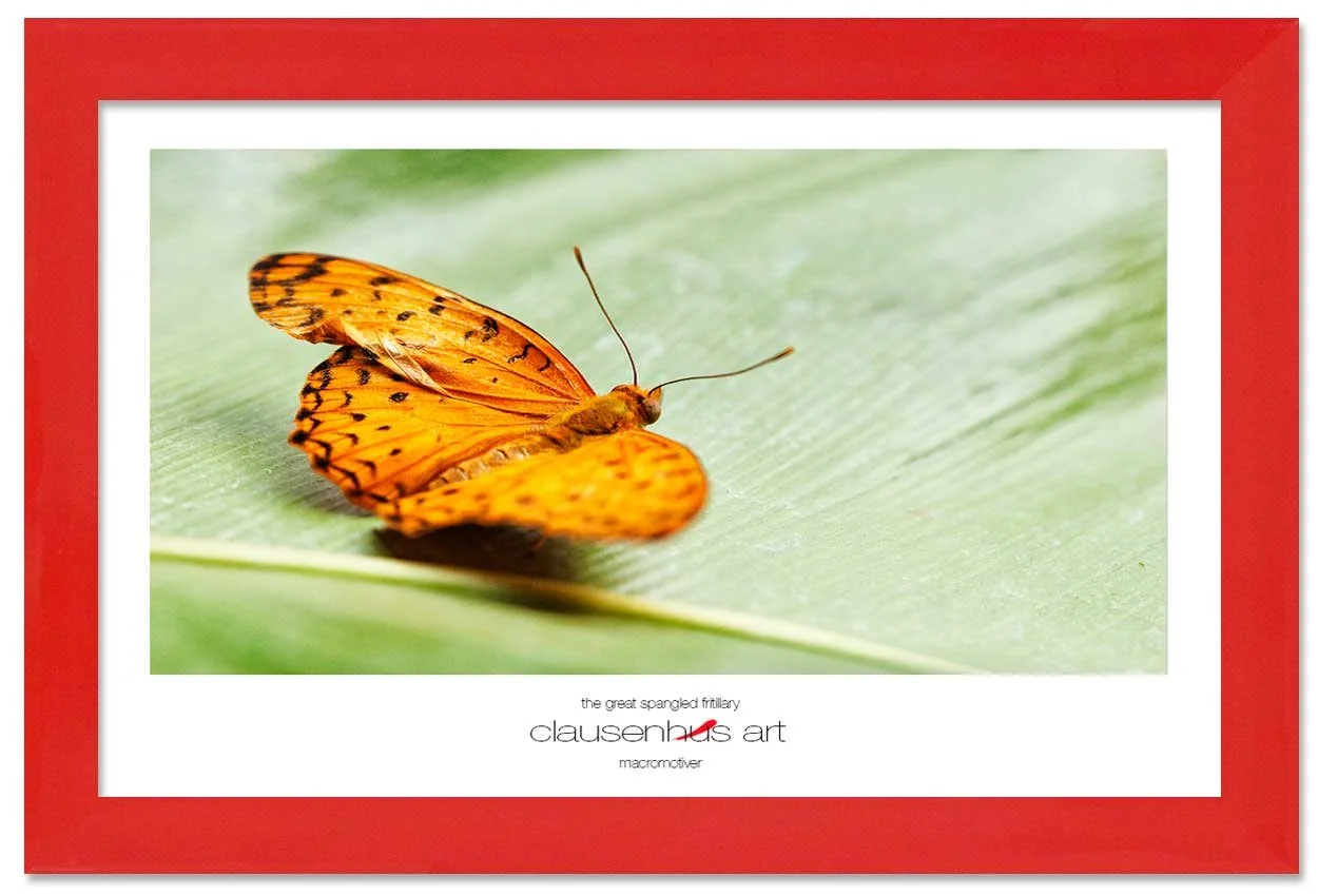 the-great-spangled-fritillary-copy.jpg