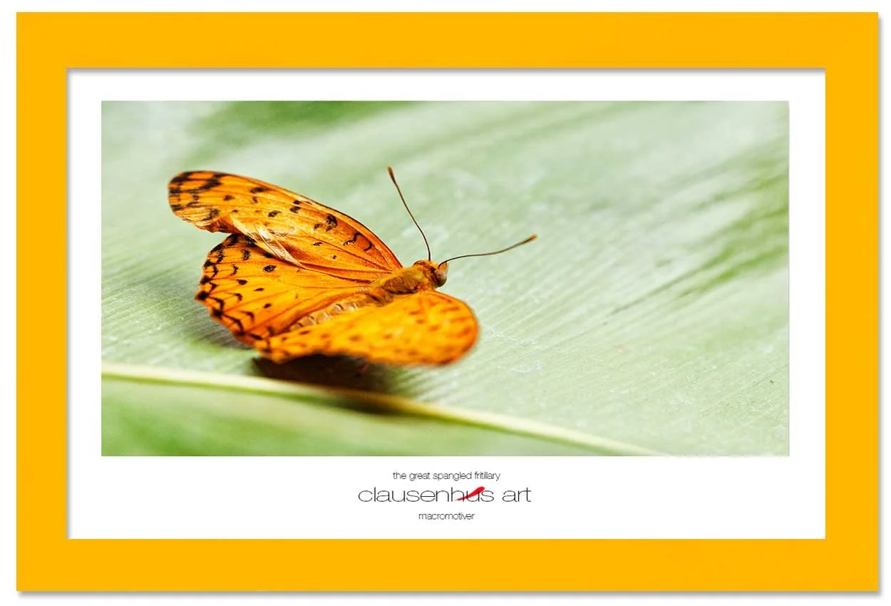 the-great-spangled-fritillary-copy.jpg