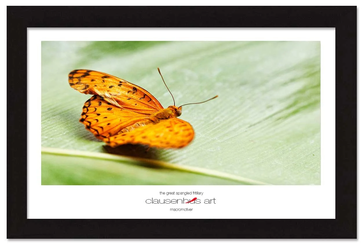 the-great-spangled-fritillary-copy.jpg