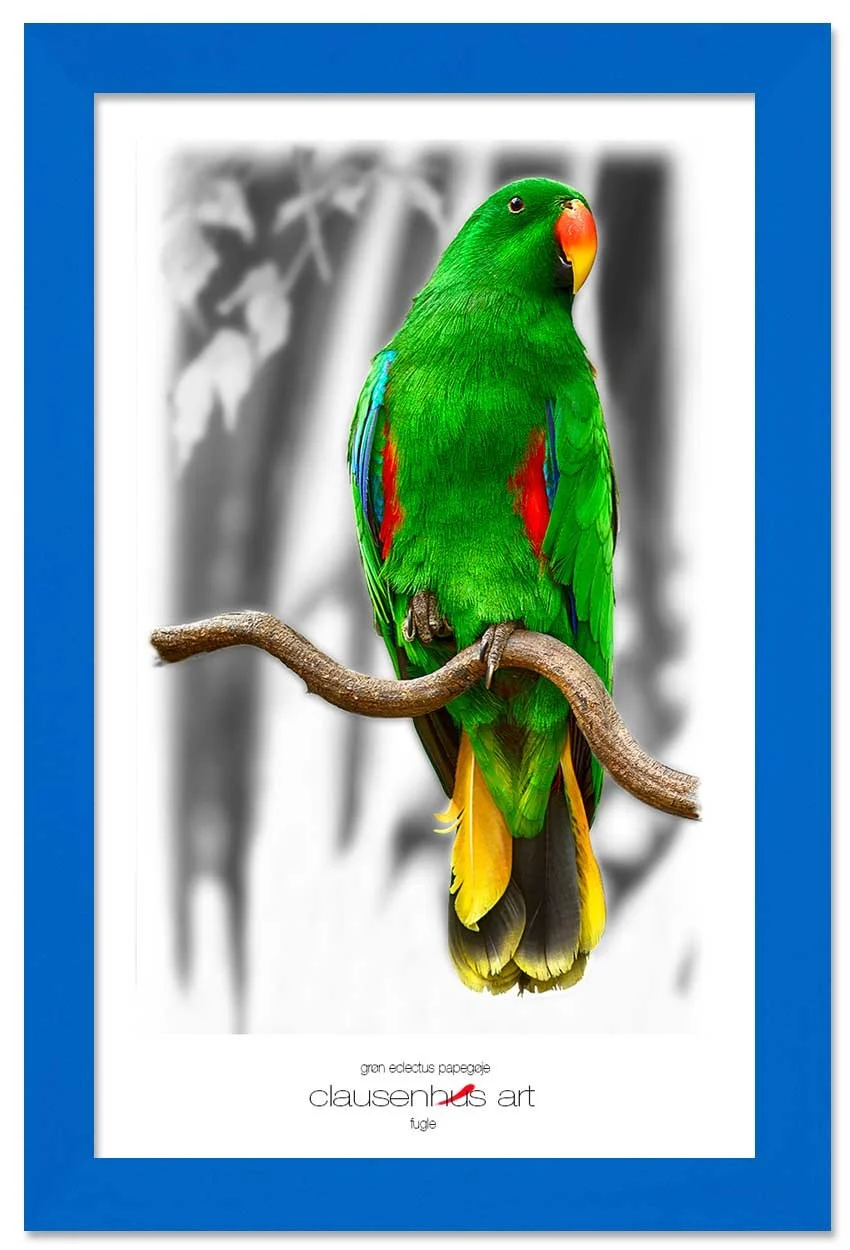 grøn-eclectus-papegøje-copy.jpg
