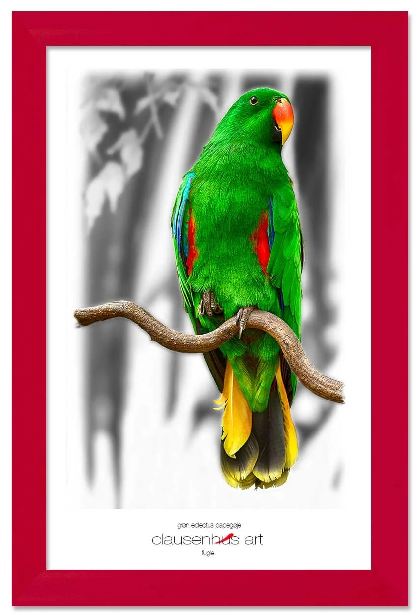 grøn-eclectus-papegøje-copy.jpg