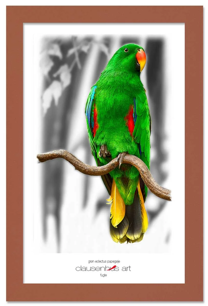 grøn-eclectus-papegøje-copy.jpg