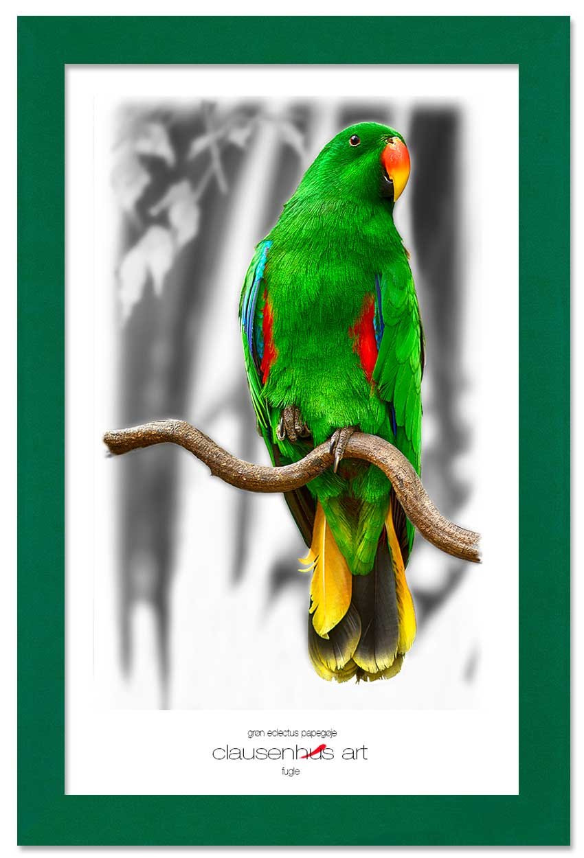 grøn-eclectus-papegøje-copy.jpg