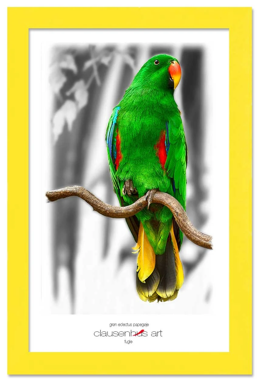 grøn-eclectus-papegøje-copy.jpg