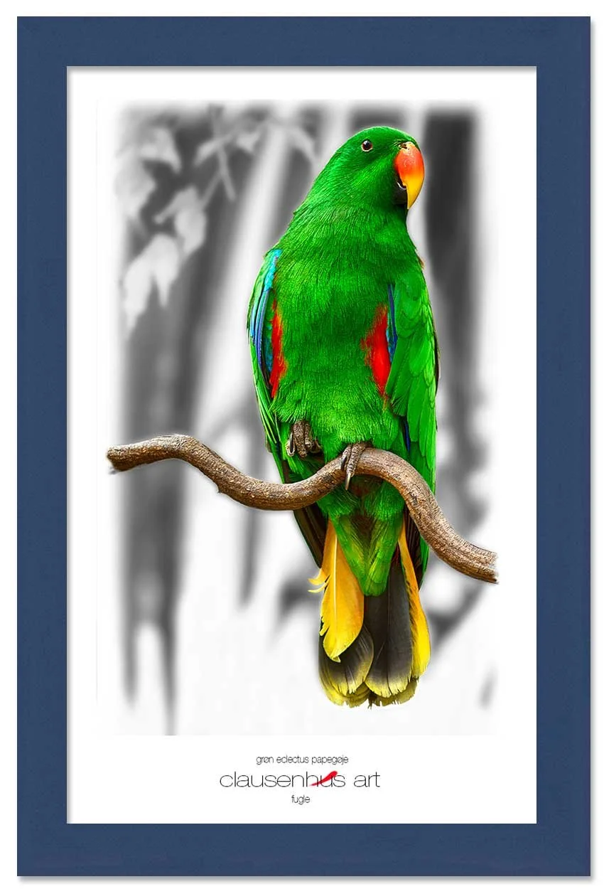 grøn-eclectus-papegøje-copy.jpg