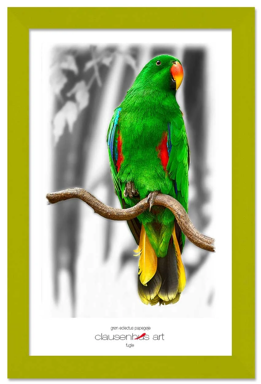 grøn-eclectus-papegøje-copy.jpg