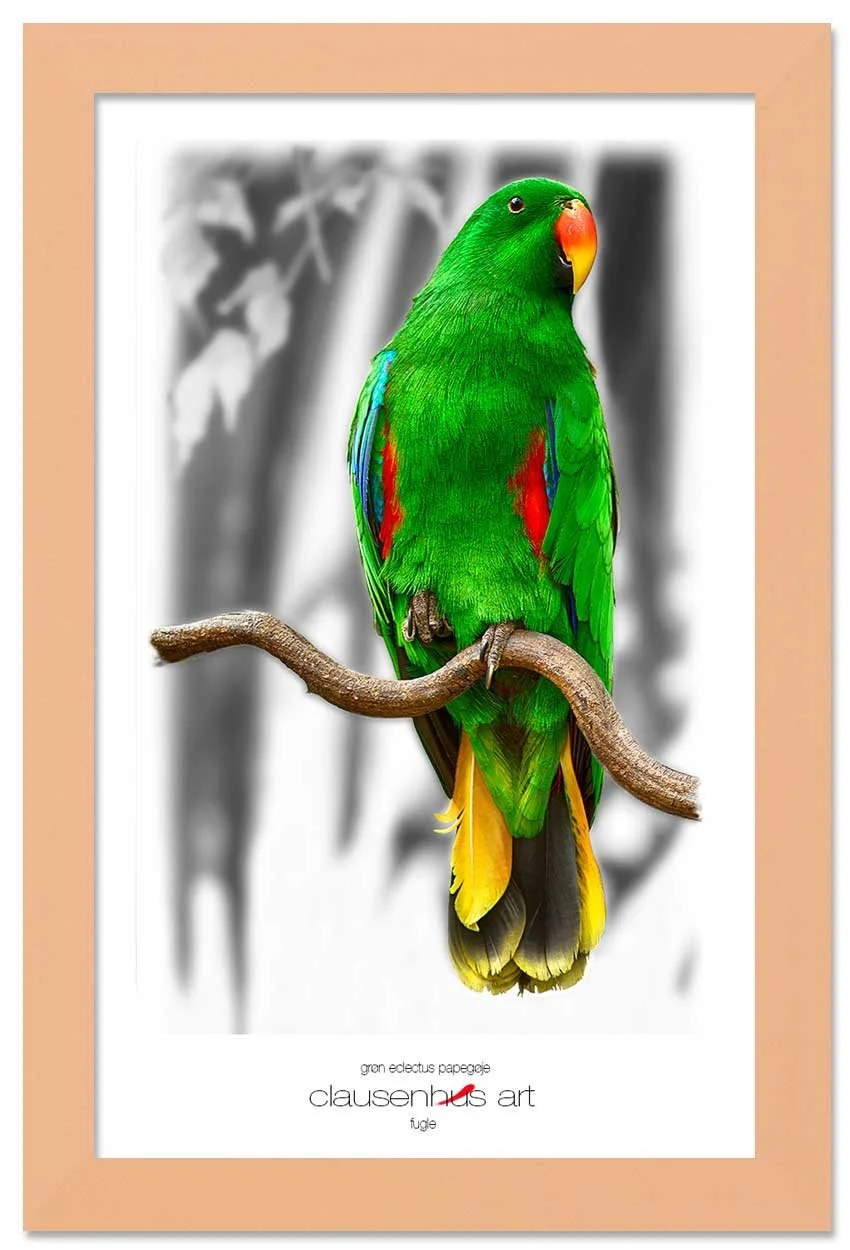 grøn-eclectus-papegøje-copy.jpg