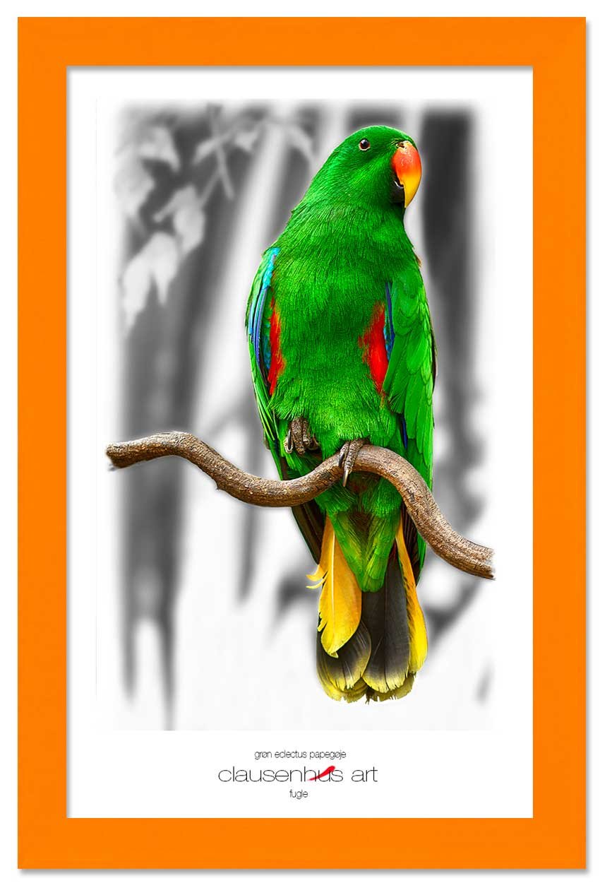 grøn-eclectus-papegøje-copy.jpg