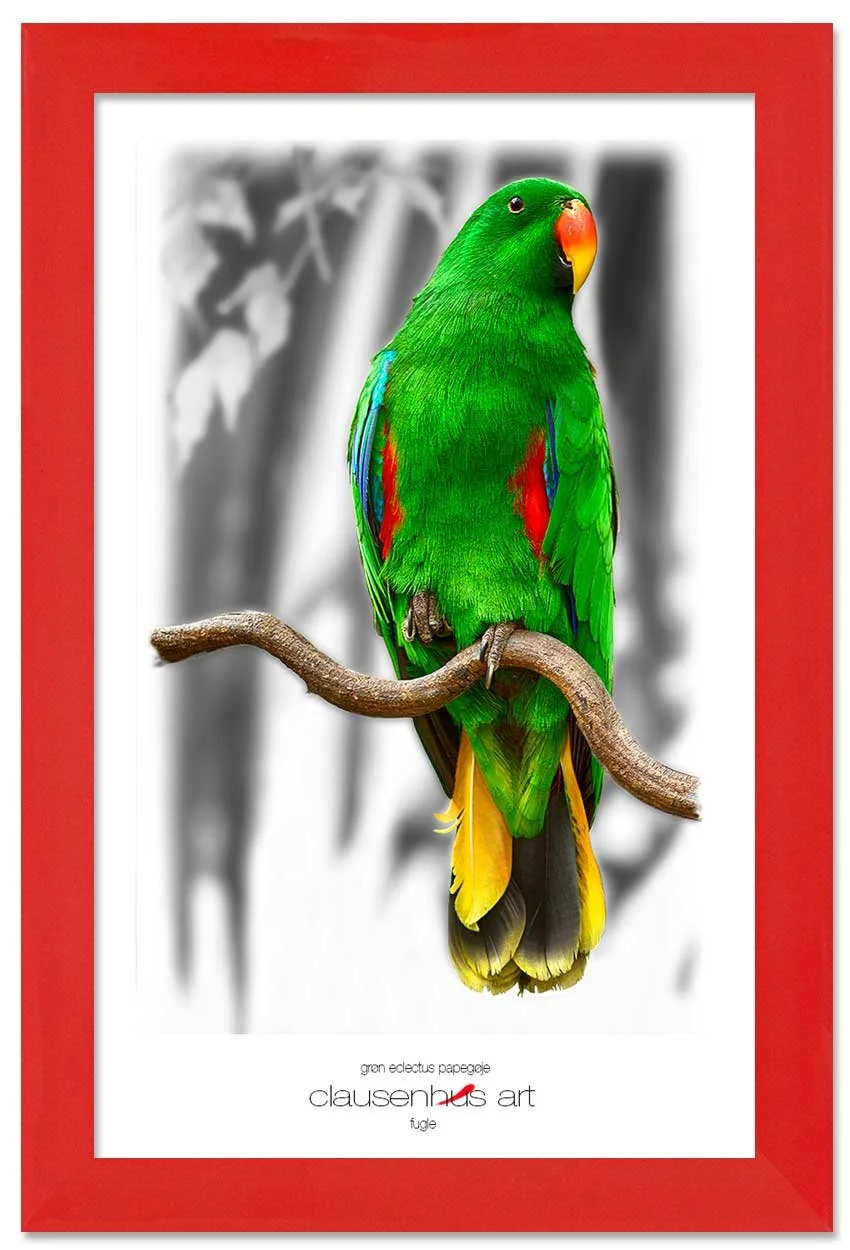 grøn-eclectus-papegøje-copy.jpg