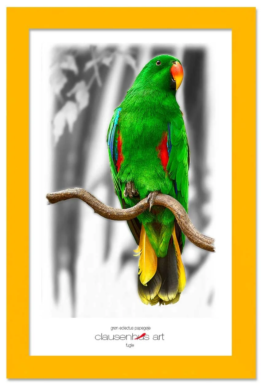 grøn-eclectus-papegøje-copy.jpg