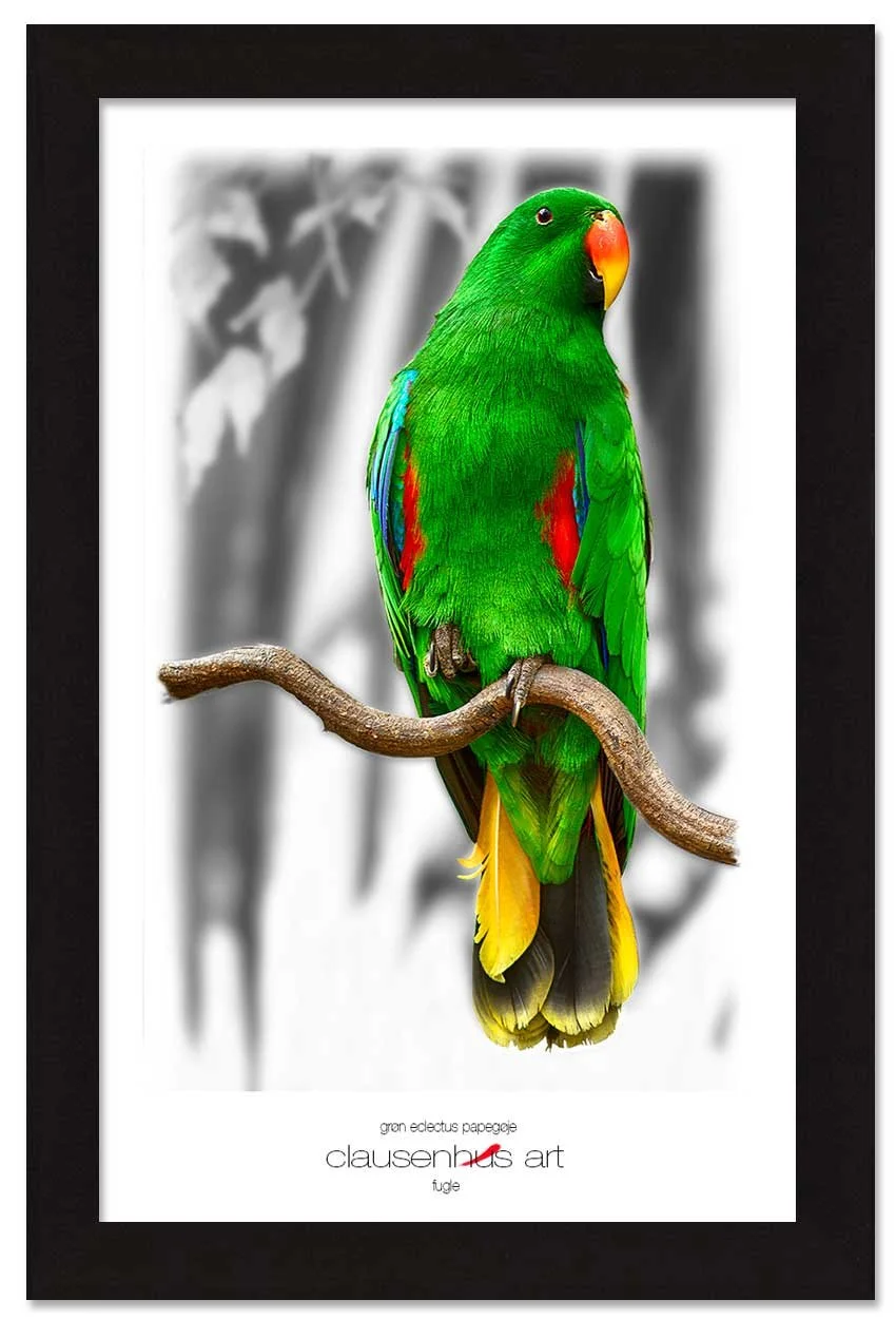 grøn-eclectus-papegøje-copy.jpg