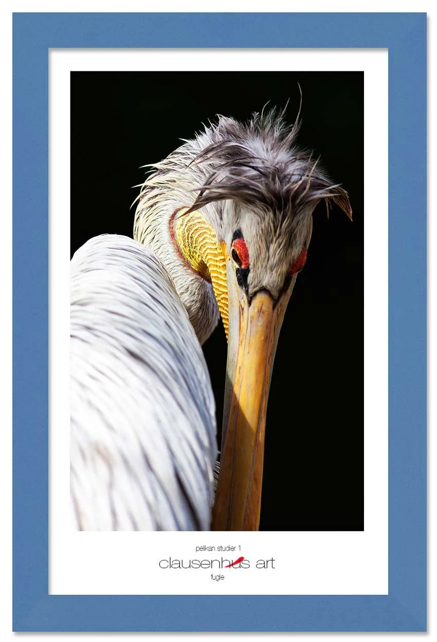 pelikan-studier-1-copy.jpg
