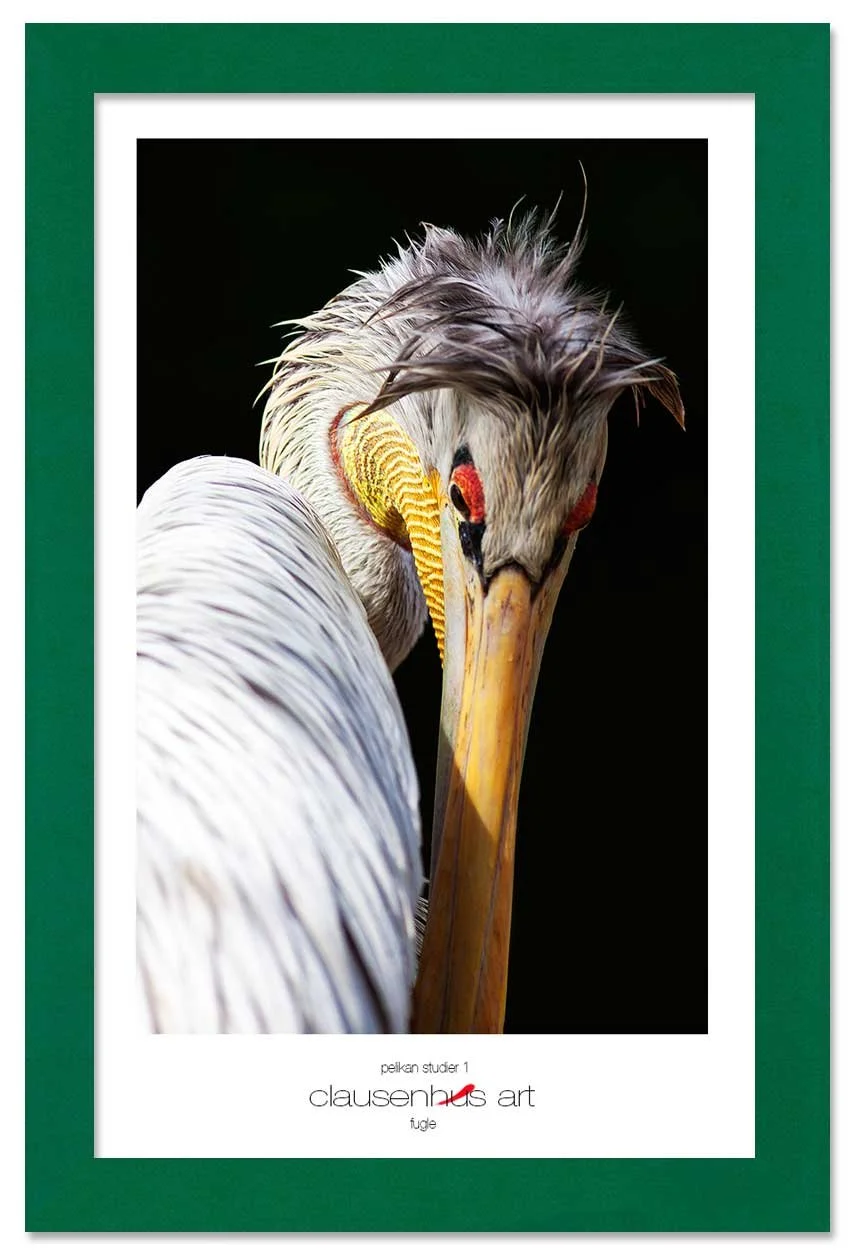pelikan-studier-1-copy.jpg
