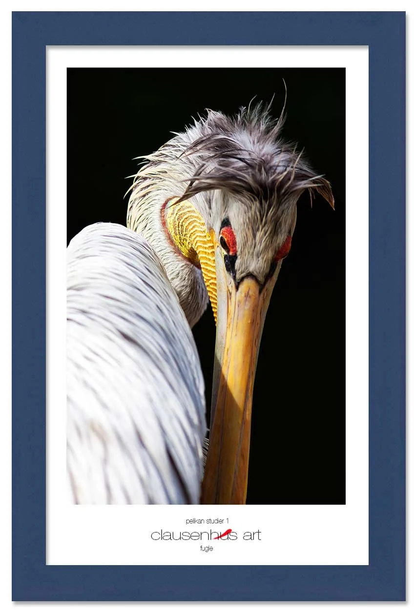 pelikan-studier-1-copy.jpg