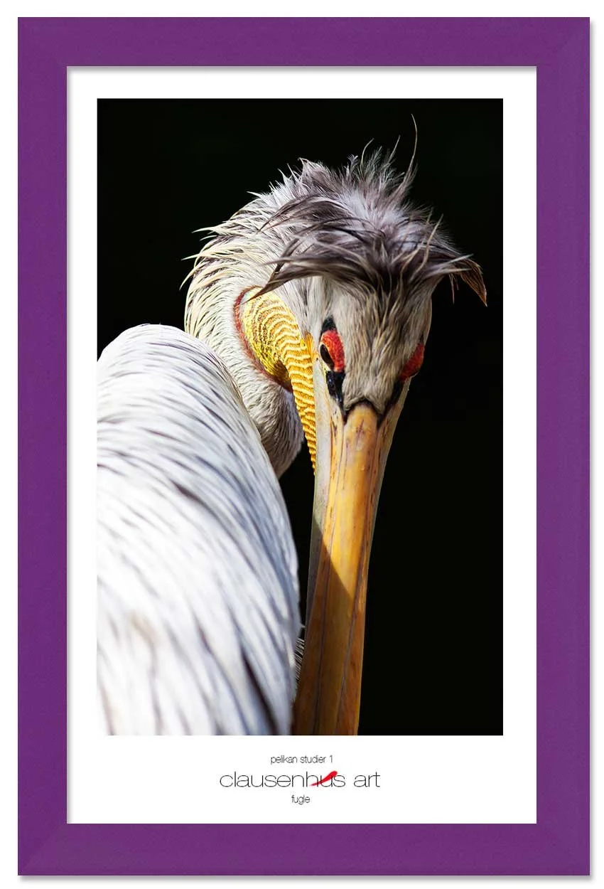 pelikan-studier-1-copy.jpg