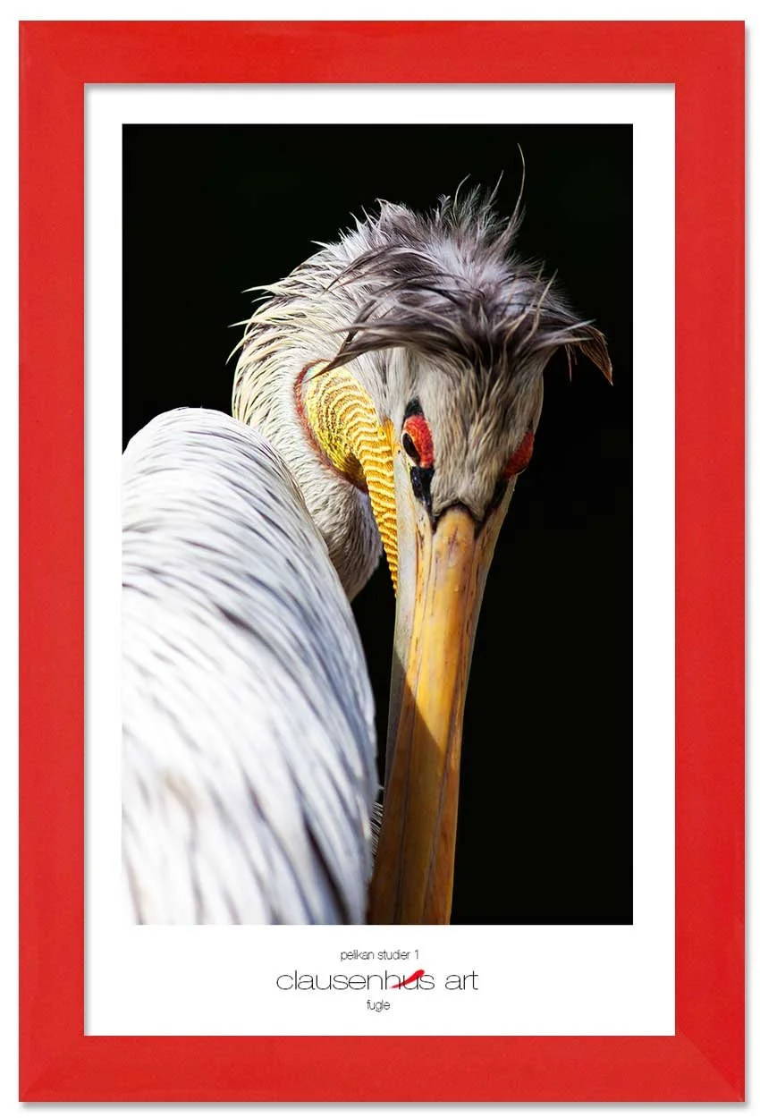pelikan-studier-1-copy.jpg