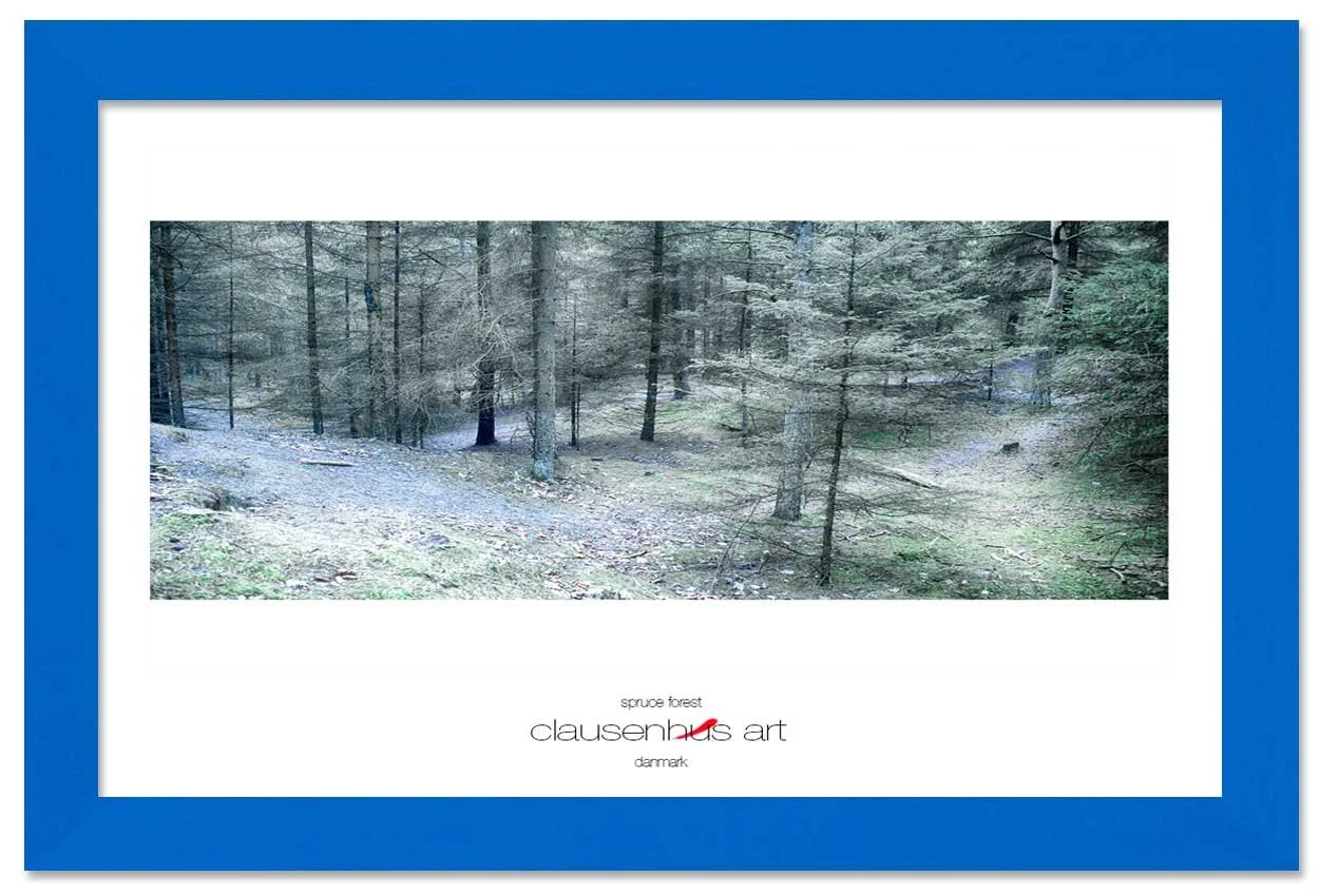 spruce-forest-copy.jpg