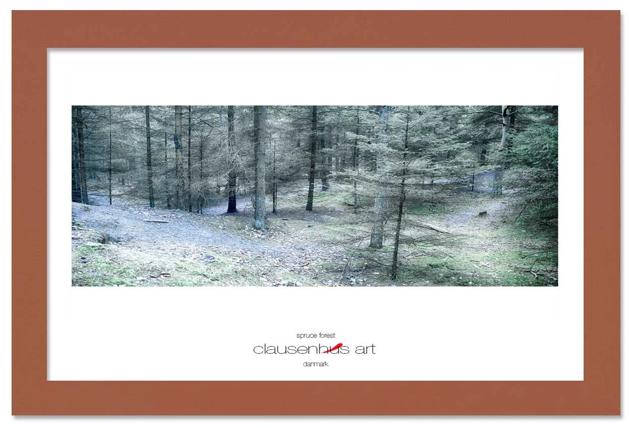 spruce-forest-copy.jpg