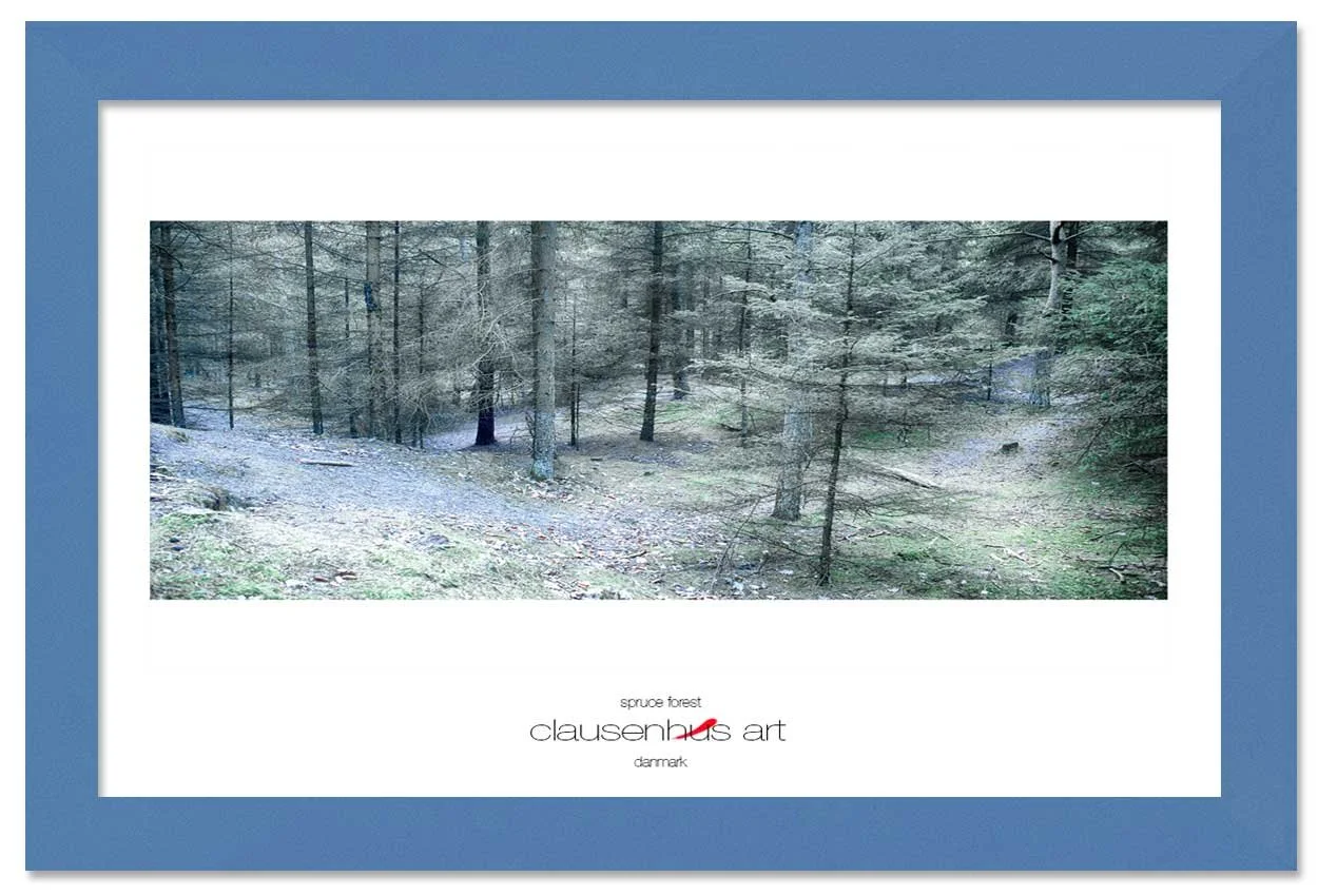 spruce-forest-copy.jpg