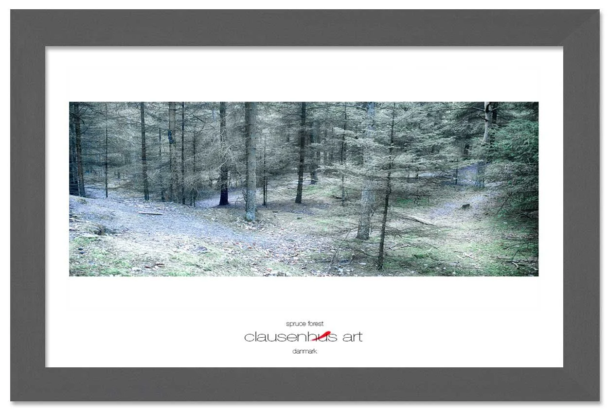 spruce-forest-copy.jpg
