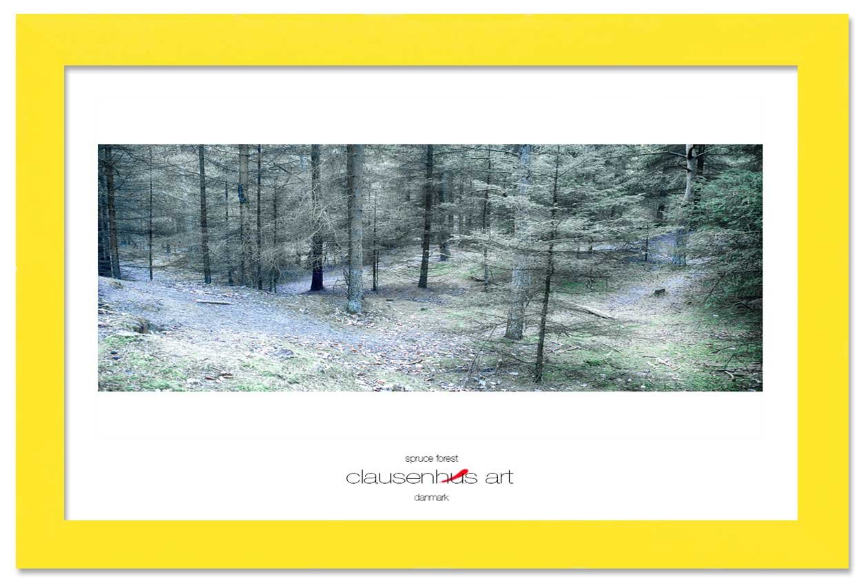 spruce-forest-copy.jpg