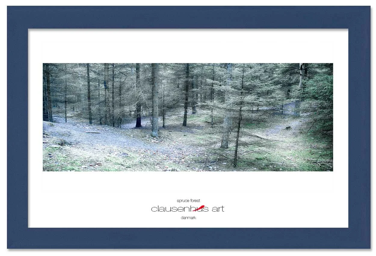 spruce-forest-copy.jpg
