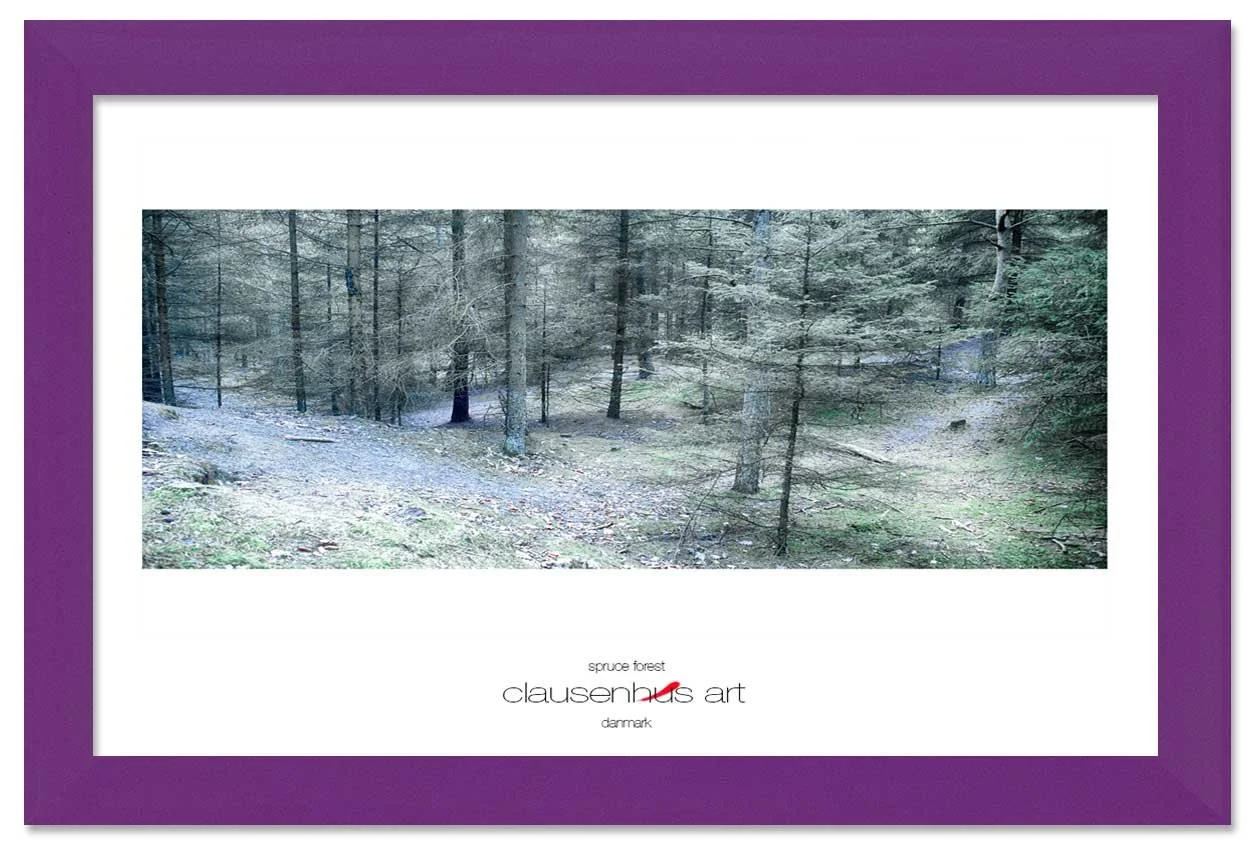 spruce-forest-copy.jpg