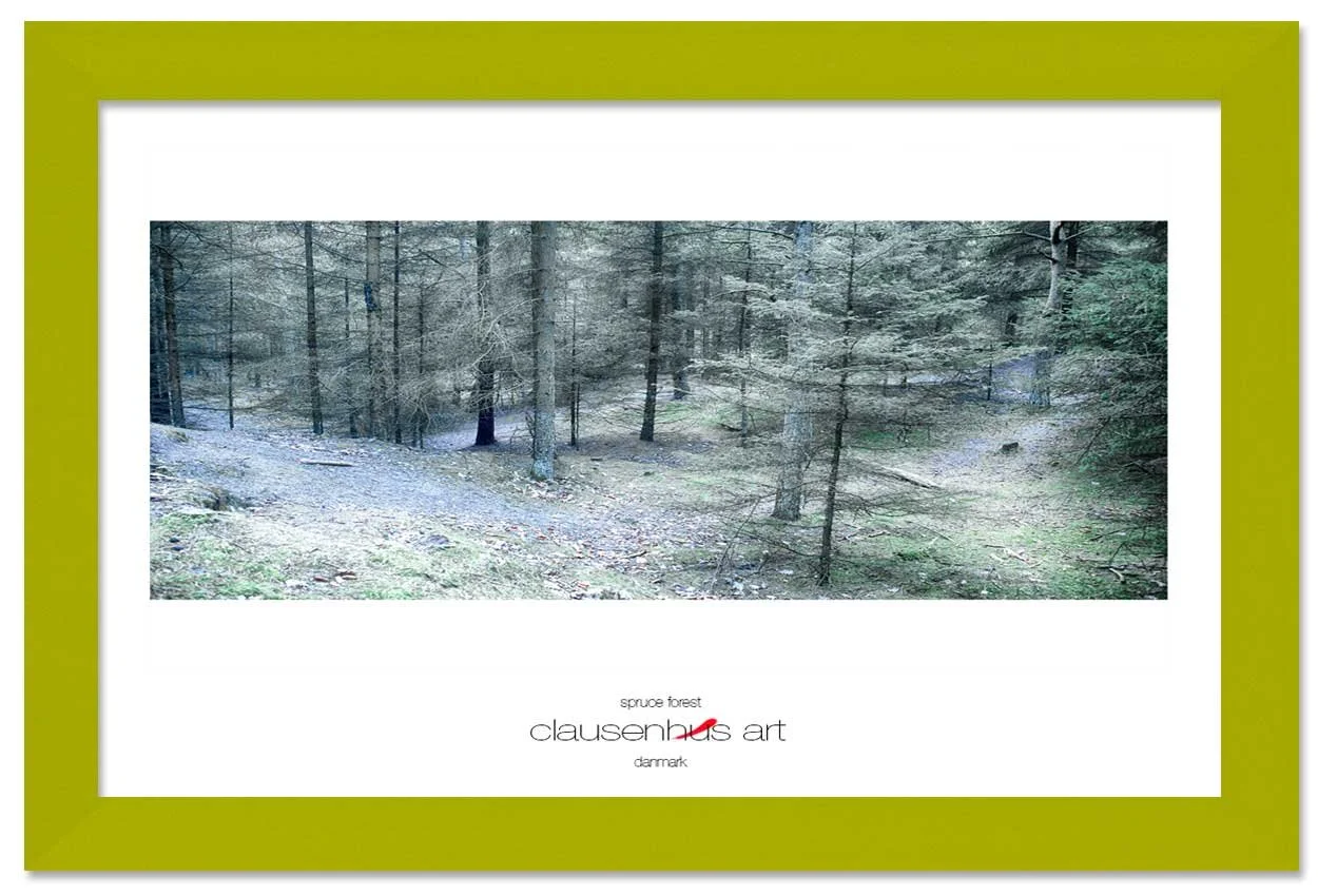 spruce-forest-copy.jpg