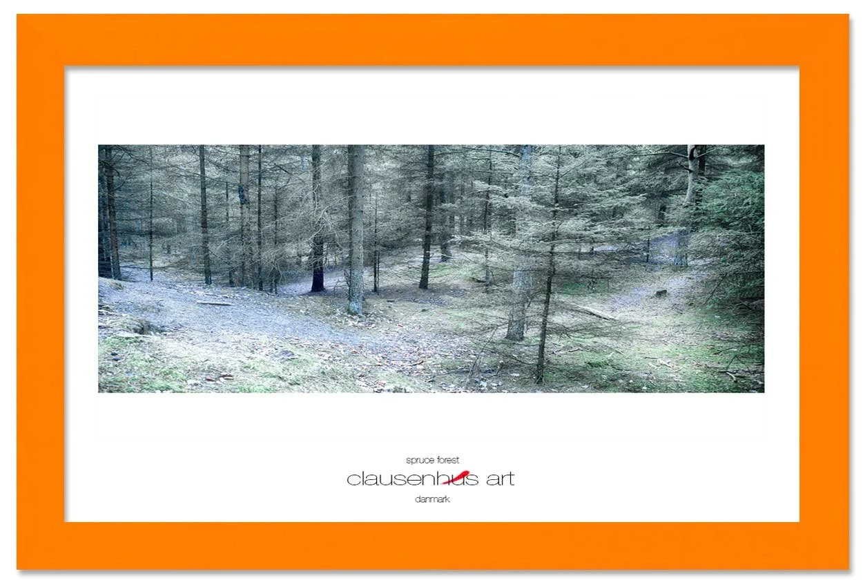 spruce-forest-copy.jpg