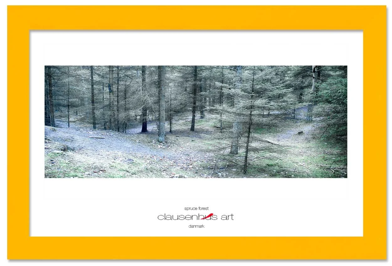 spruce-forest-copy.jpg