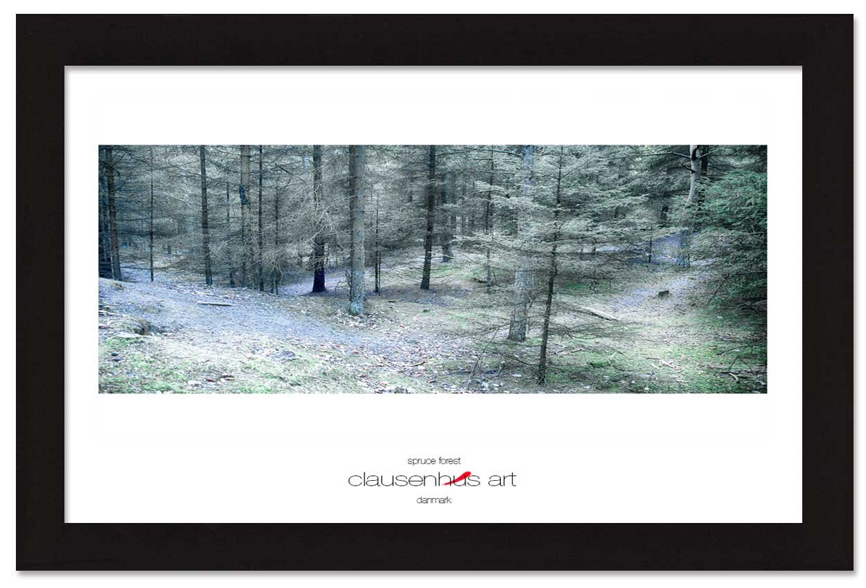 spruce-forest-copy.jpg