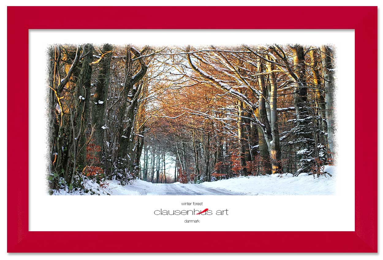 winter-forest-copy.jpg