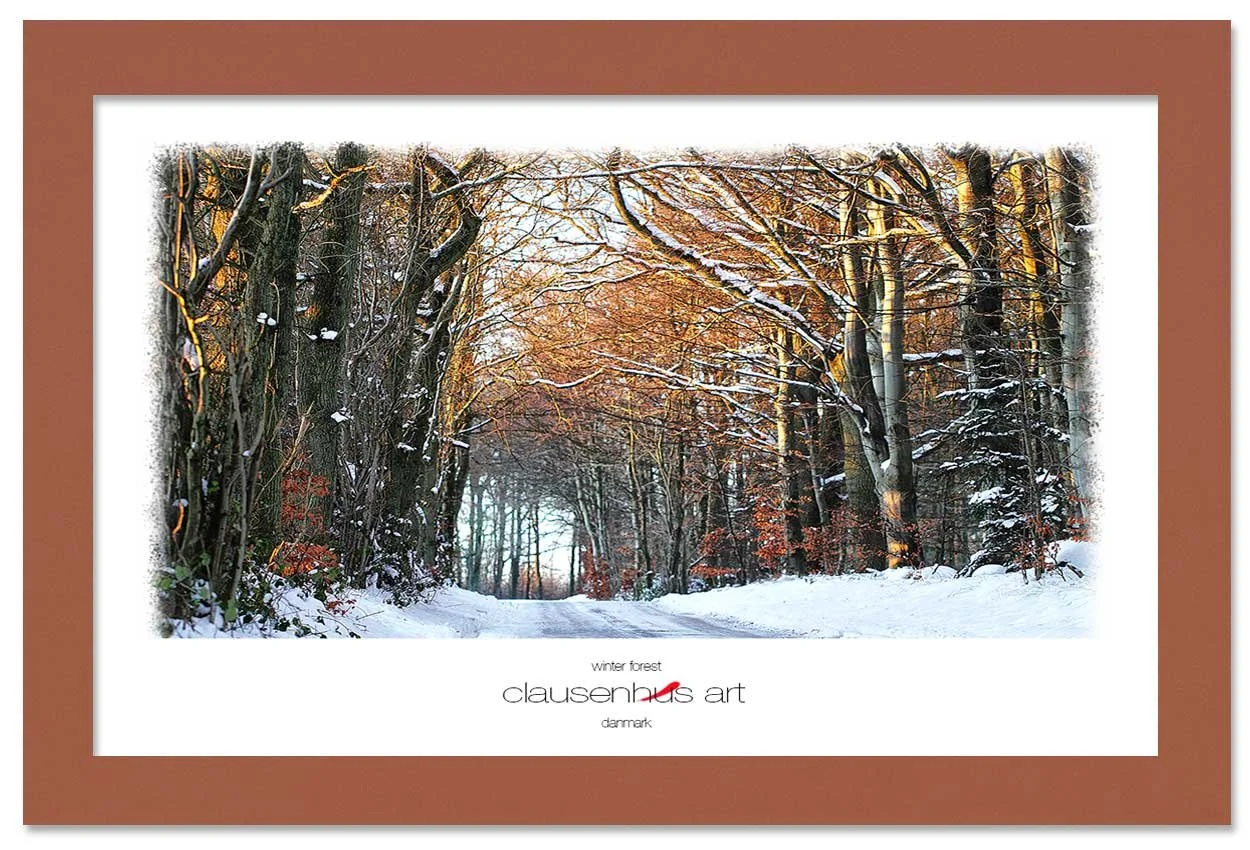 winter-forest-copy.jpg