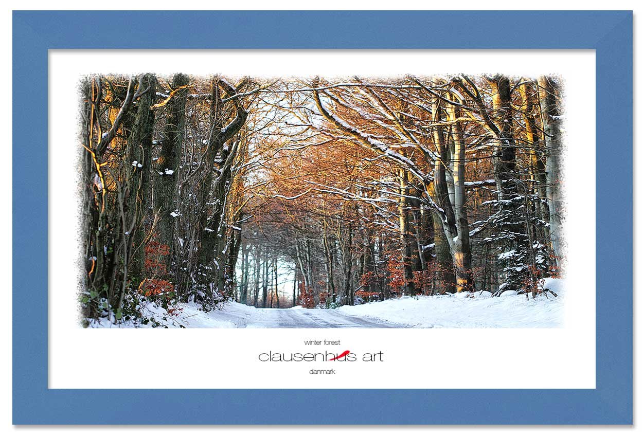 winter-forest-copy.jpg