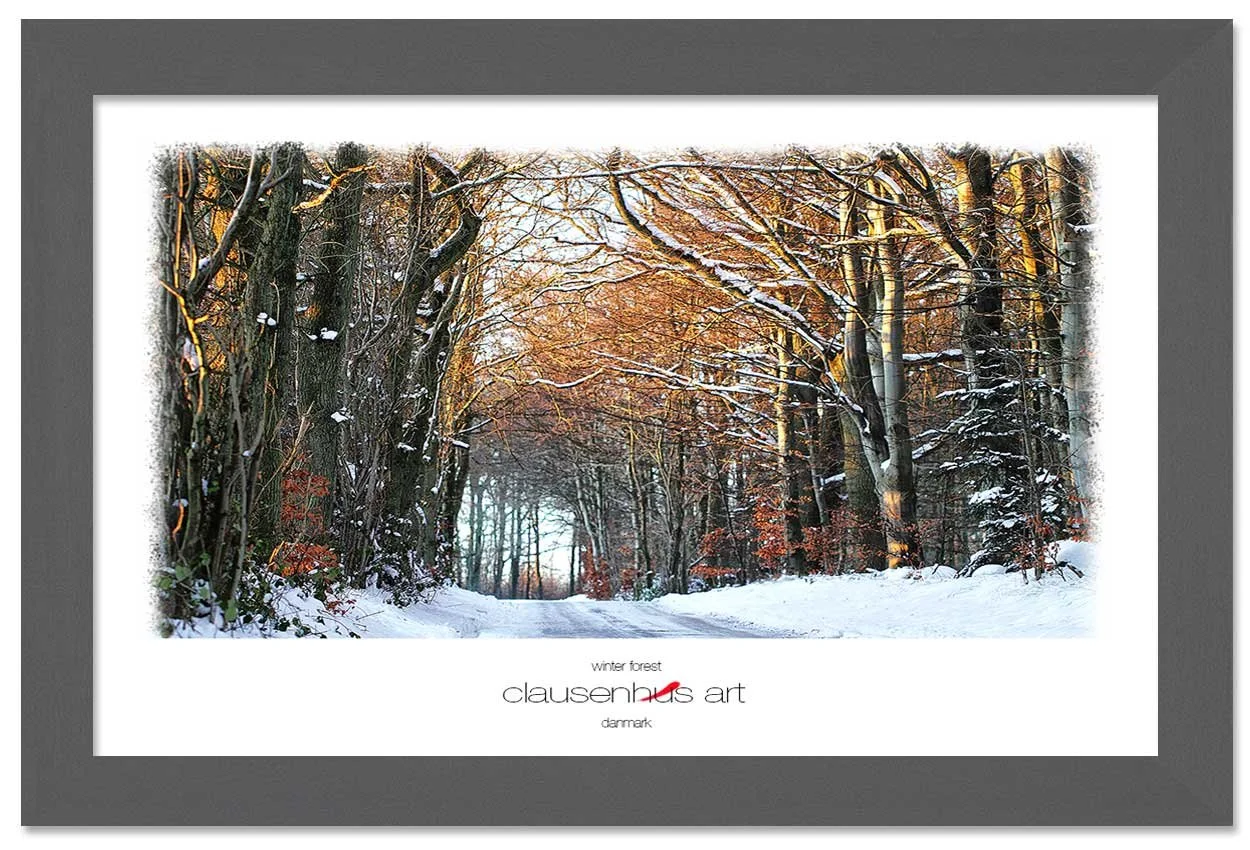 winter-forest-copy.jpg