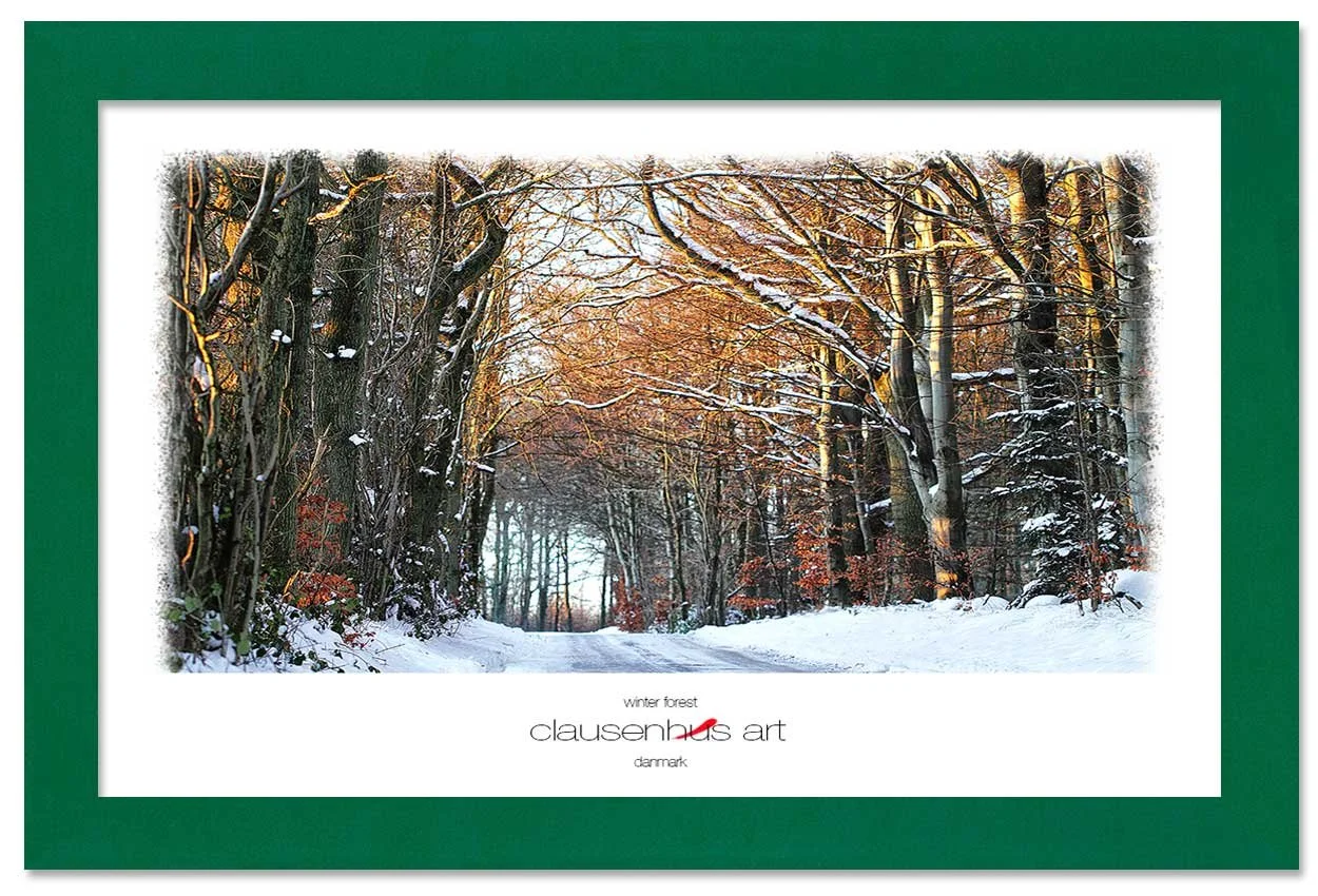 winter-forest-copy.jpg