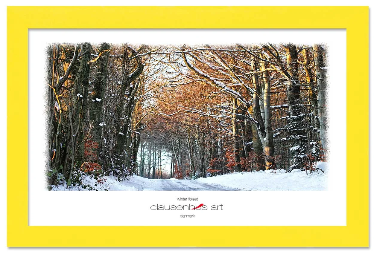 winter-forest-copy.jpg